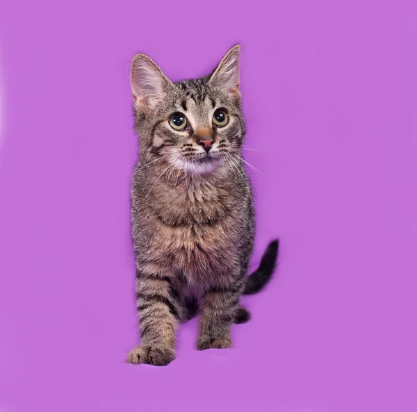 Rozłożony kociak stojący na liliowy — Zdjęcie stockowe
