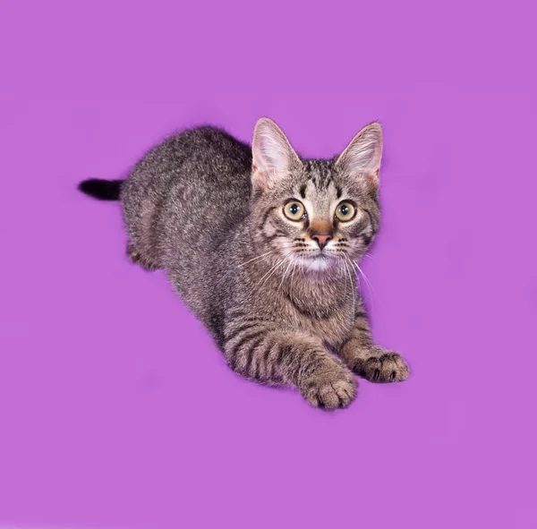 Striped kitten lying on lilac — Stock Photo, Image