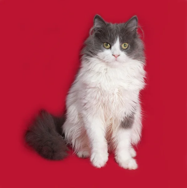 Pluizig grijze en witte kitten zittend op rood — Stockfoto