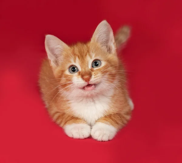 Red and white kitten lies on red — Stock Photo, Image