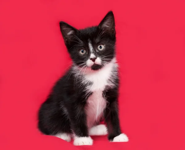 Gattino bianco e nero seduto sul rosso — Foto Stock