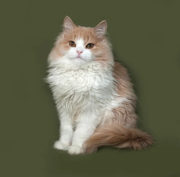 Fluffy red and white kitten sitting on green — Stock Photo, Image