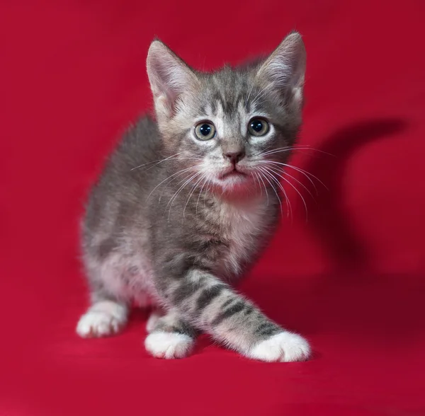 Striped and white kitten going on red — Stock Photo, Image