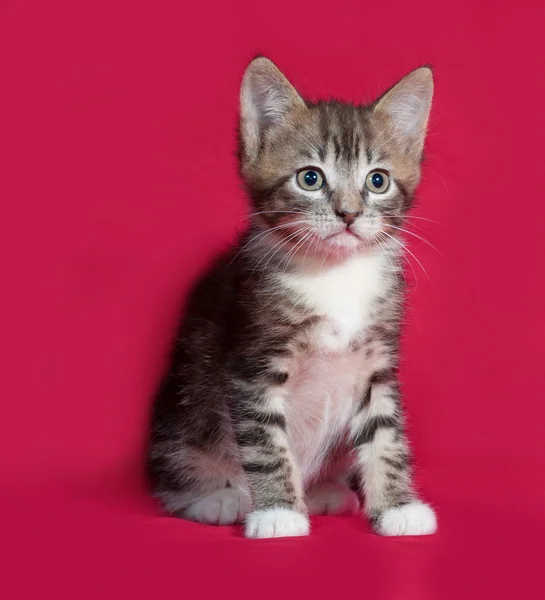 Striped en witte kitten zittend op rood — Stockfoto