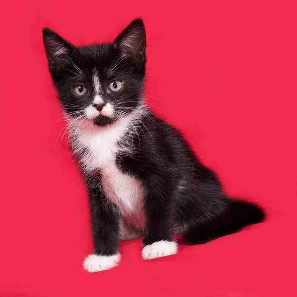 Gatito blanco y negro sentado en rojo — Foto de Stock