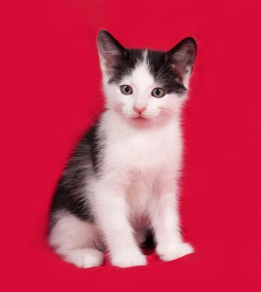 Zwart-wit kitten zittend op rood — Stockfoto