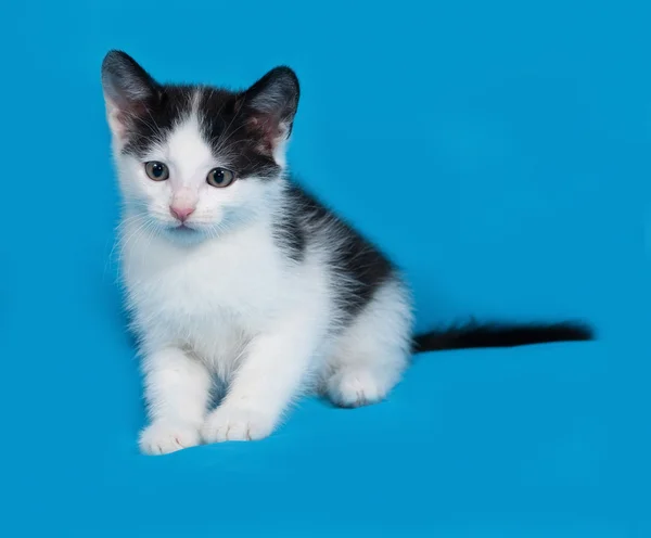 Gatito blanco y negro sentado en azul — Foto de Stock