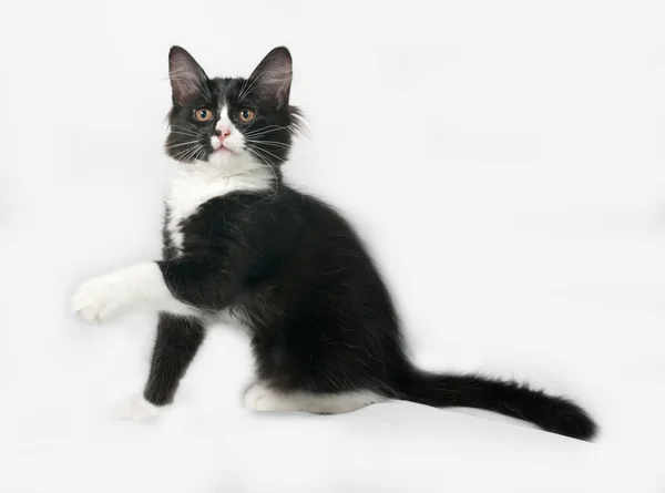 Gri üzerine oturan siyah ve beyaz tüylü yavru kedi — Stok fotoğraf