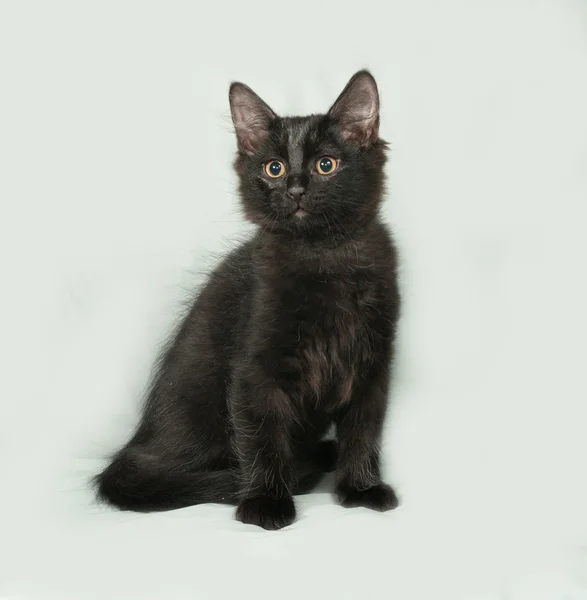 Black fluffy kitten sitting on gray — Stock Photo, Image