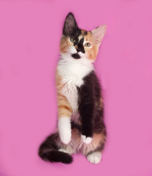 Tricolor kitten sitting on pink — Stock Photo, Image