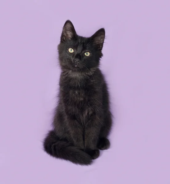 Black fluffy kitten sits on lilac — Stock Photo, Image