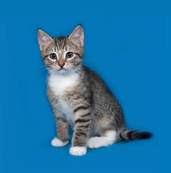 Gatinho listrado sentado no azul — Fotografia de Stock