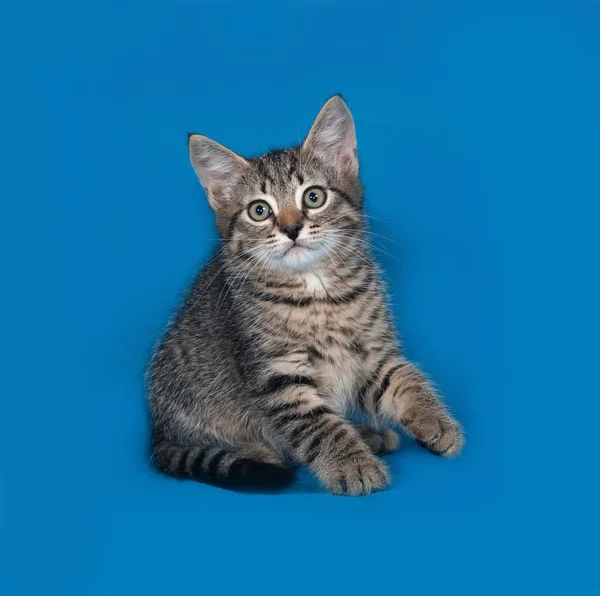 Striped kitten sitting on blue — Stock Photo, Image