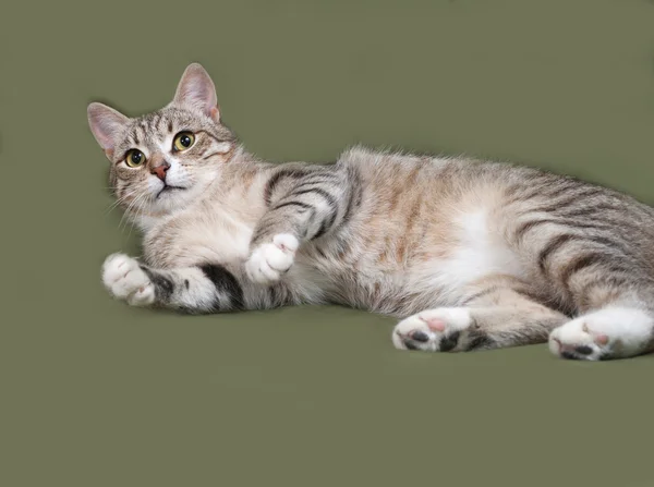 Tabby and white cat lies on green — Stock Photo, Image