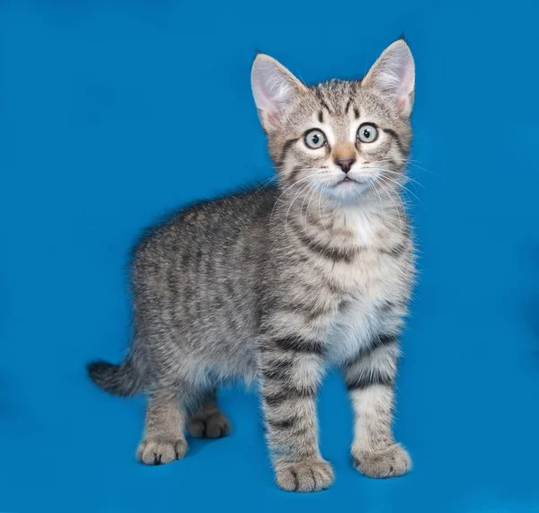 Striped kitten standing on blue — Stock Photo, Image