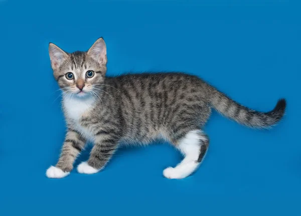 Striped kitten standing on blue — Stock Photo, Image