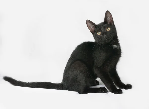 Gri üzerine oturan siyah ve beyaz tüylü yavru kedi — Stok fotoğraf