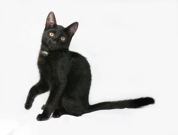 Czarno-biały puszysty kotek siedzi na szaro — Zdjęcie stockowe
