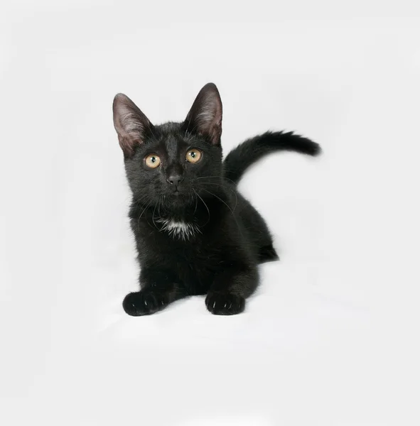 Black and white fluffy kitten lies on gray — Stock Photo, Image