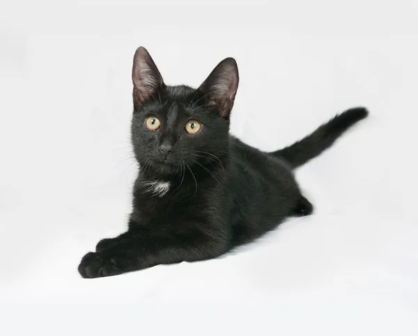 Gatinho fofo preto e branco está no cinza — Fotografia de Stock