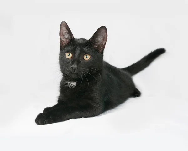 Black and white fluffy kitten lies on gray — Stock Photo, Image