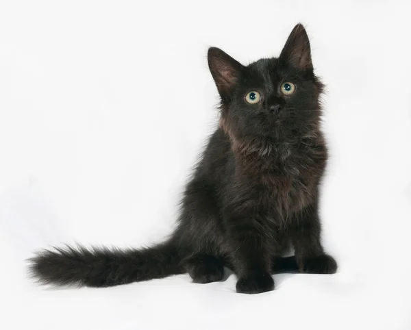 Gatinho fofo preto senta no cinza — Fotografia de Stock