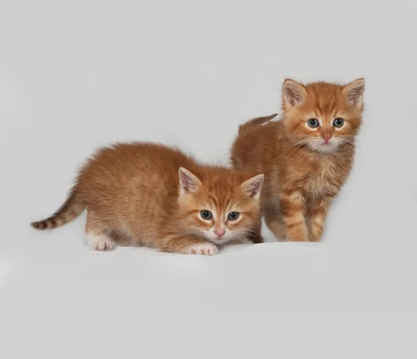 灰色の 2 つの赤い子猫 — ストック写真