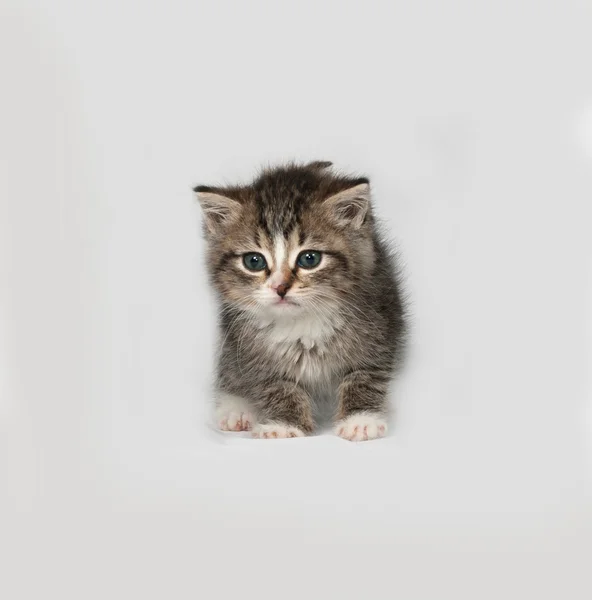 Серый и белый пушистый котенок, стоящий на сером — стоковое фото