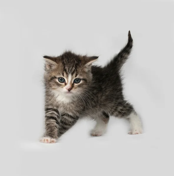 Grijze en witte pluizige kitten staande op grijs — Stockfoto