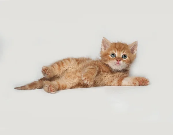 Gatinho fofo vermelho encontra-se no cinza — Fotografia de Stock
