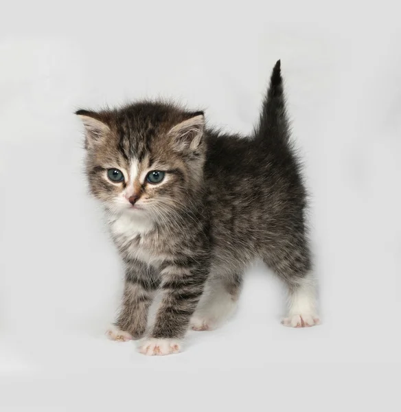 Gris y blanco gatito esponjoso de pie sobre gris —  Fotos de Stock