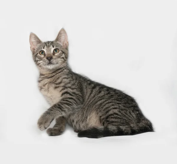 Grå tabby kattunge lögnaktig på grå — Stockfoto