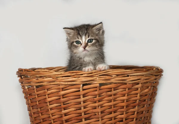Fluffy gray and white kitten sitting in basket — Stock Photo, Image
