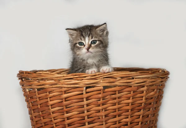 Gatinho cinza e branco fofo sentado na cesta — Fotografia de Stock