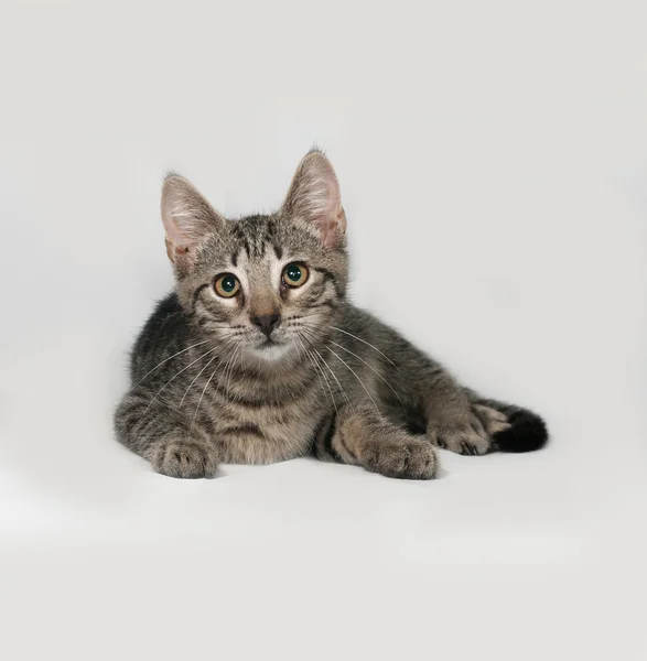 Grey tabby kitten lying on gray — Stock Photo, Image