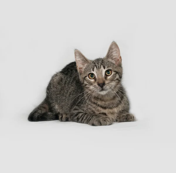 Chaton tabby gris couché sur gris — Photo