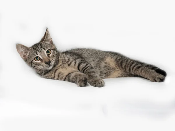 Grey tabby kitten lying on gray — Stock Photo, Image