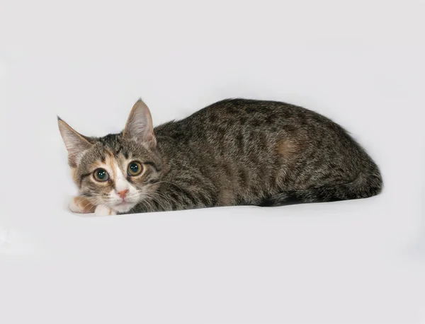 Tricolor kitten lies on gray — Stock Photo, Image