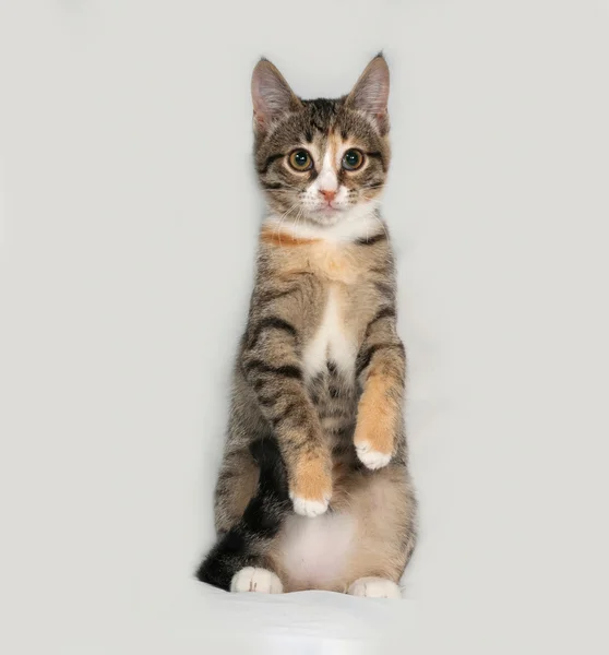 Gattino tricolore che gioca sul grigio — Foto Stock