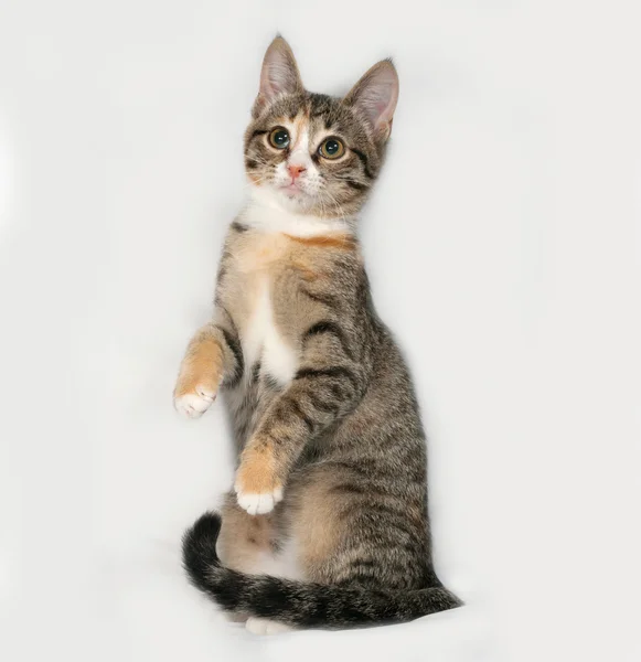 Gatinho tricolor jogando no cinza — Fotografia de Stock