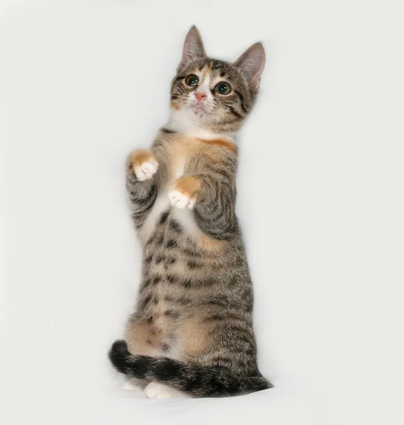Tricolor kitten staande op grijs — Stockfoto