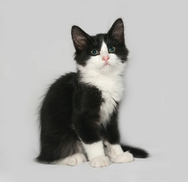 Negro y blanco esponjoso gatito se sienta en gris — Foto de Stock