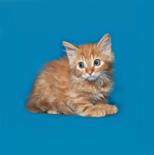 Gatinho fofo vermelho sentado no azul — Fotografia de Stock