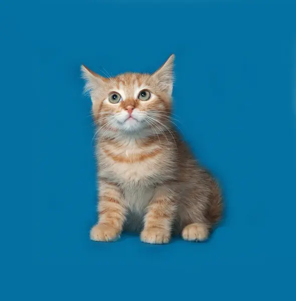 Czerwony puszysty kotek siedzi na niebiesko — Zdjęcie stockowe