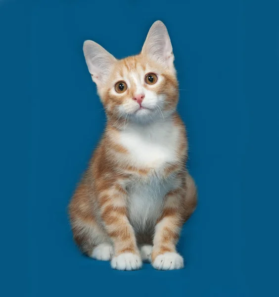 Gatinho vermelho e branco sentado no azul — Fotografia de Stock