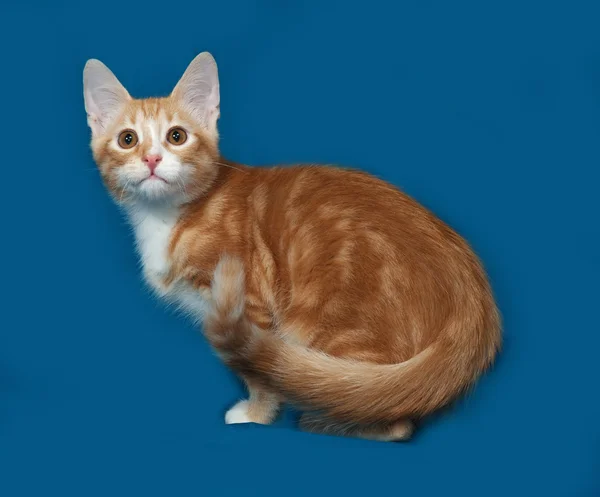 Red and white kitten sitting on blue — Stock Photo, Image