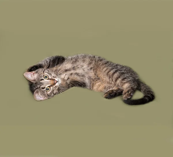 Полосатый котёнок лежит на зелёном — стоковое фото