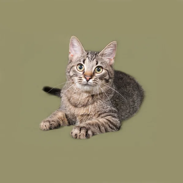 Yeşil çizgili kedicik yalan — Stok fotoğraf
