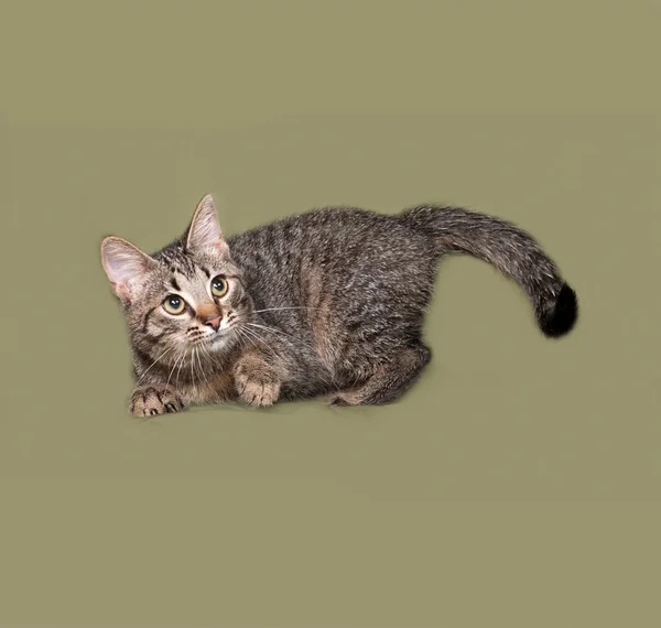 Полосатый котёнок играет на зелёном — стоковое фото