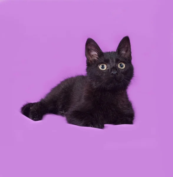 Gattino nero sdraiato sul lilla — Foto Stock